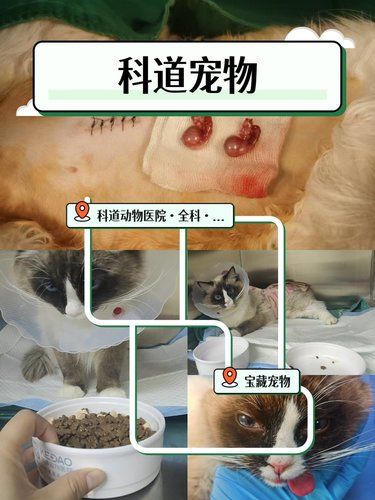 这家超绝宠物医院帮我解决猫咪双隐睾大难题