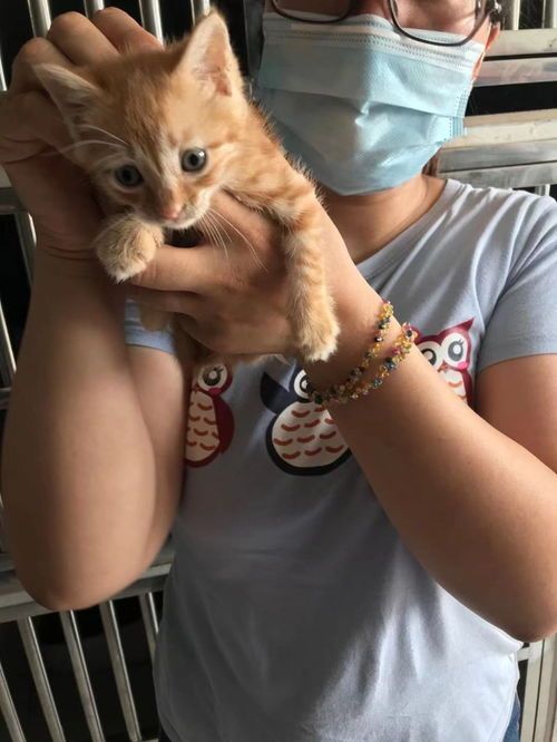 苏州宠物救助站：为流浪宠物提供安全温暖之所？领养流浪宠物的必备指南