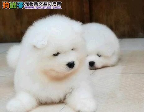 训练萨摩耶之防卫训练与辅助训练 第1张