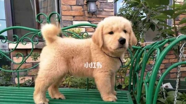 宠物狗狗一个半月能吃什么（从营养）