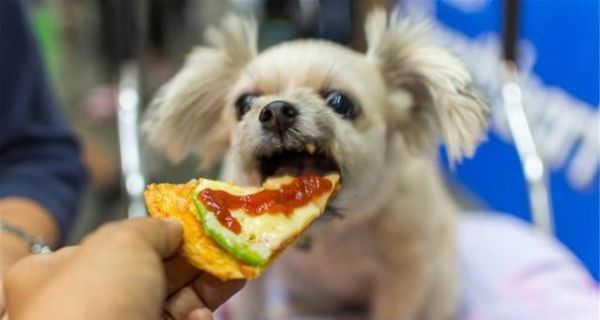 为什么不能给狗吃烫的食物（探究狗狗对烫的食物的反应及危害）
