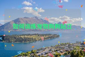 如何训练宠物狗狗站立