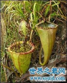 植物界最危险的肉食植物：巨型猪笼草(www.souid.com)