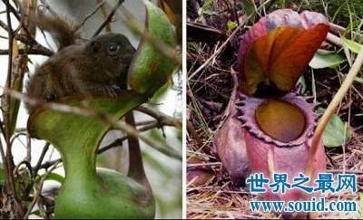 植物界最危险的肉食植物：巨型猪笼草(www.souid.com)