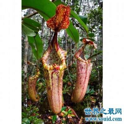 植物界最危险的肉食植物：巨型猪笼草(www.souid.com)