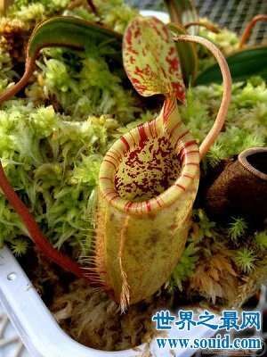 植物界最危险的肉食植物：巨型猪笼草(www.souid.com)