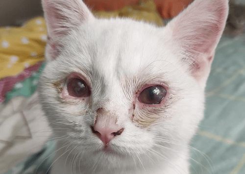 宠物猫缺钙症状及预防