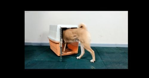 帝皇训犬基地,宠物训练价格透明!