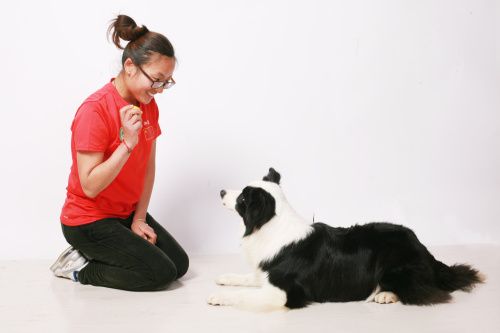 国际知名训犬师-刘小芹