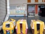 广州喜乐宠物托运细致周到的服务体验