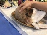 苏州吴中宠物殡葬中心地址-专业宠物火化 价格透明