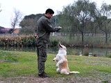 昆山附近训犬基地 专业纠正狗的坏毛病 欢迎来电
