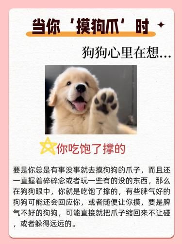 摸狗狗爪子，它居然这么想！