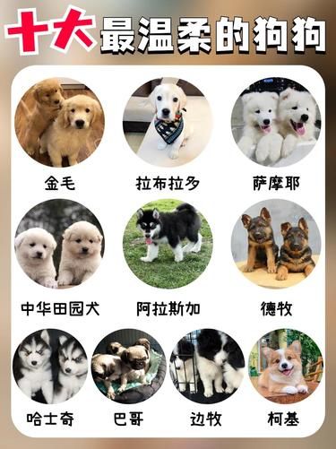 十大最温柔的狗狗看看有你家的吗