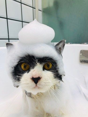 港惠旁边猫咪洗澡很专业