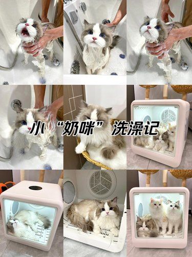 小“奶咪”来洗澡澡啦