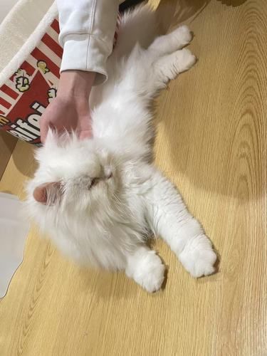 猫咪快乐时光记