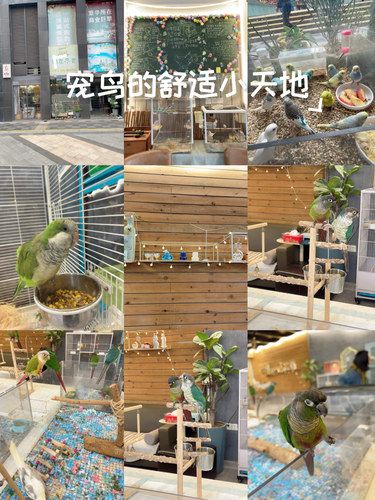 宠鸟的舒适小天地