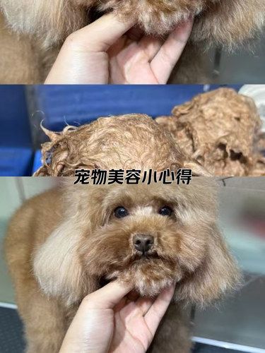 宠物也要美美哒