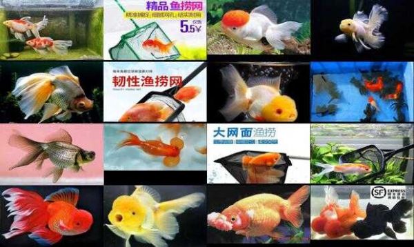 网上卖金鱼的网站