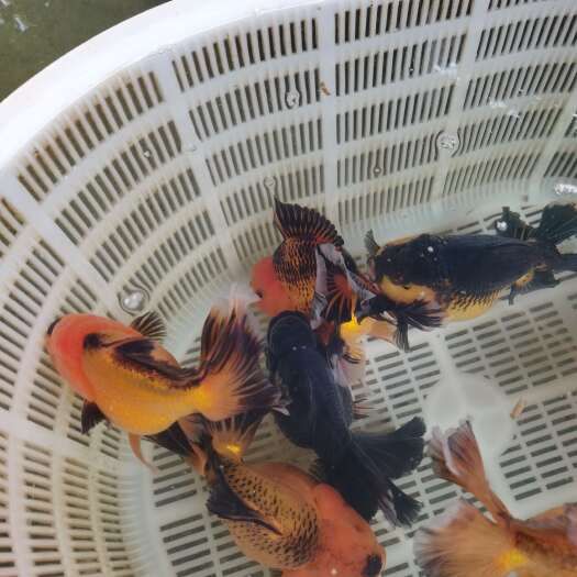 大体型金鱼