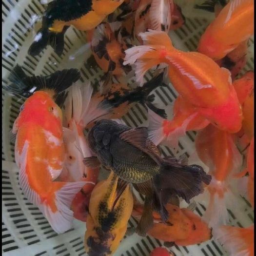 出小鱼