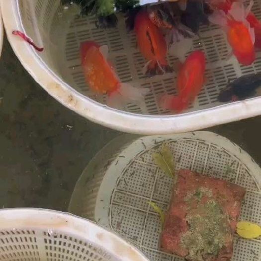 新鱼,有意者欢迎骚扰