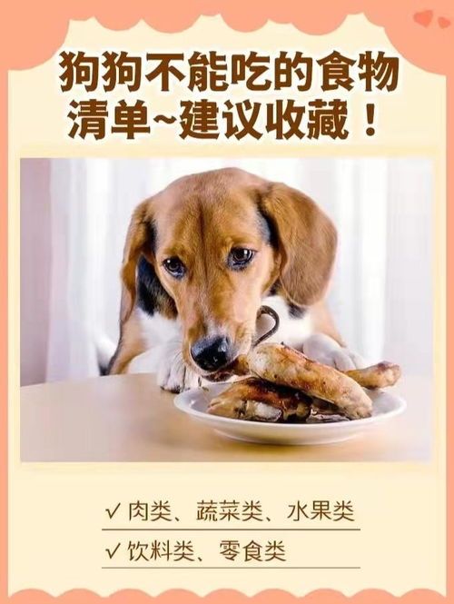 宠物狗可否吃蛋黄?适合食物清单。