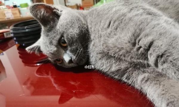 如何判断宠物猫是否脱水（掌握这些方法）