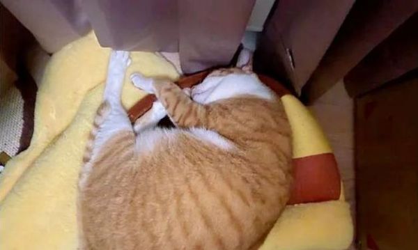 如何判断宠物猫是否脱水（掌握这些方法）