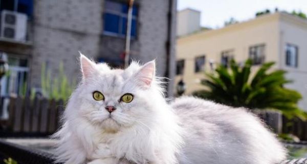 如何鉴定猫咪的品种——掌握这些技巧，轻松了解你的宠物（从外貌、性格到血统）