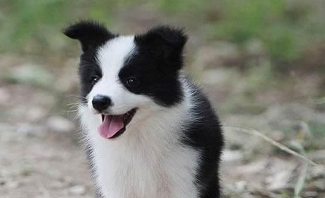 如何准确鉴定边牧幼犬的品相（从外观）