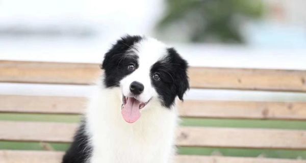 如何准确鉴定边牧幼犬的品相（从外观）