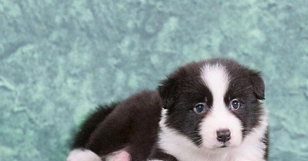 如何准确鉴定边牧幼犬的品相（从外观）