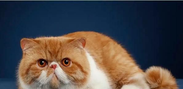 揭开猫咪品种的基因密码（基因鉴定为猫咪品种鉴定的新趋势）