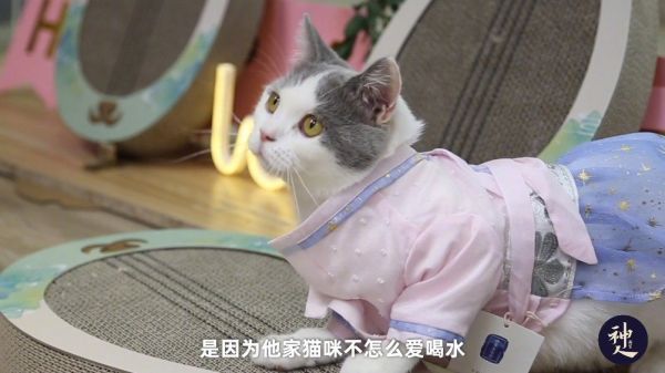95后女生为爱宠做奶茶 我想让我的宠物也能体会喝奶茶的快乐