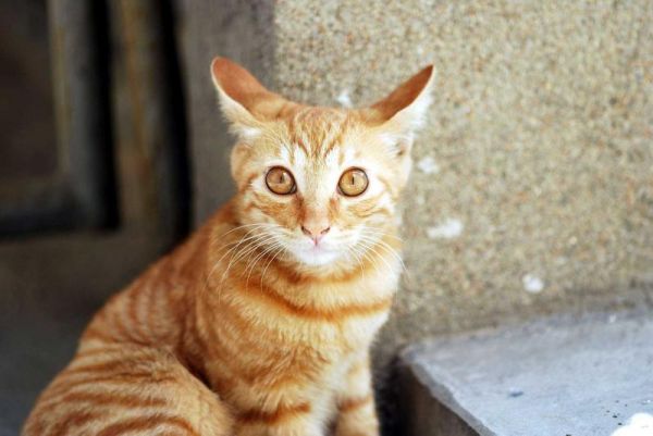 猫咪吃什么猫粮好?每只猫都有自己的口味