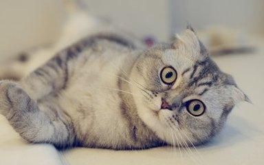 猫咪吃什么猫粮好?每只猫都有自己的口味