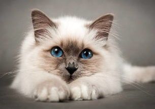 宠物猫蛔虫危害及预防攻略