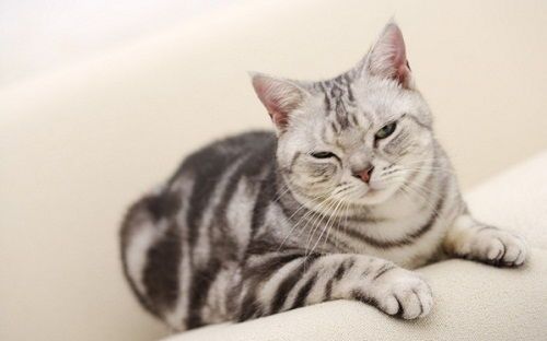 宠物猫尿结石，及时就医，科学治疗。