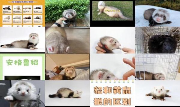 小龙貂和安格鲁貂怎么区分