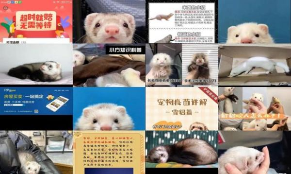 宠物貂携带狂犬病毒吗
