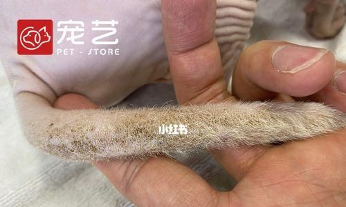 宠物猫油的多种用途（探寻宠物猫油的神奇妙用）