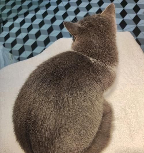 宠物猫油的多种用途（探寻宠物猫油的神奇妙用）