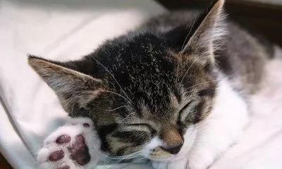 小猫咪吃鱼肝油过量会怎样（宠物的健康需谨慎呵护）