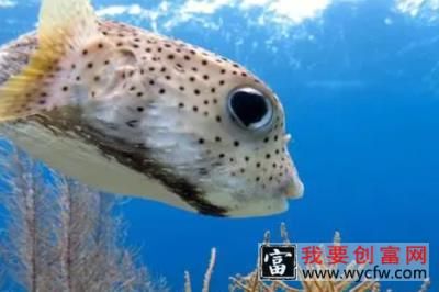 海鱼有几种
