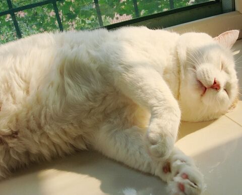 哪些事情能让猫咪感觉有幸福感
