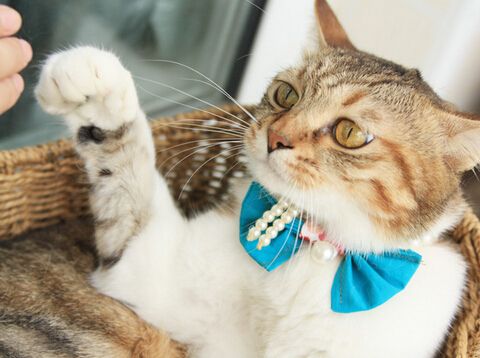 哪些事情能让猫咪感觉有幸福感