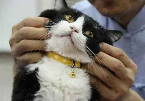 哪些事情能让猫咪感觉有幸福感