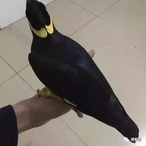 关于鹩哥食料的配方